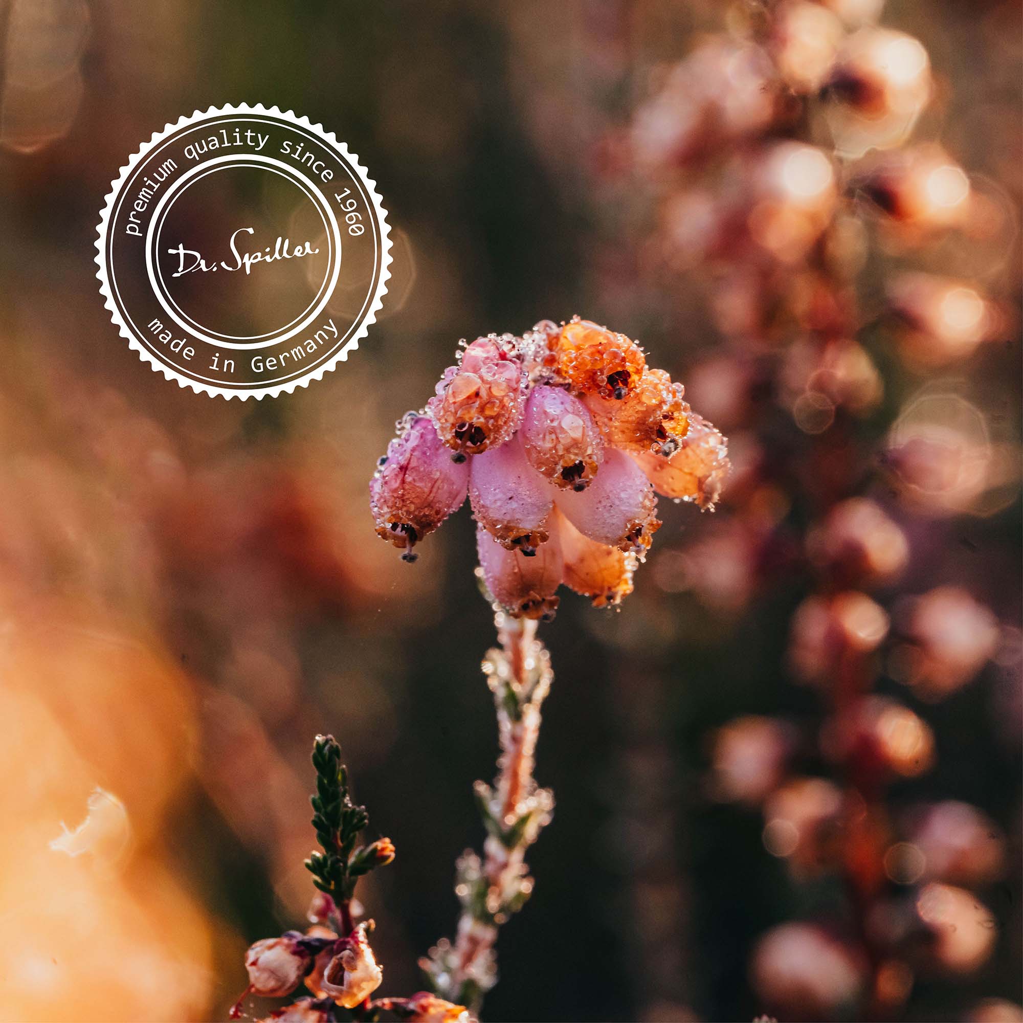 trawenmoor_drs_siegel_online